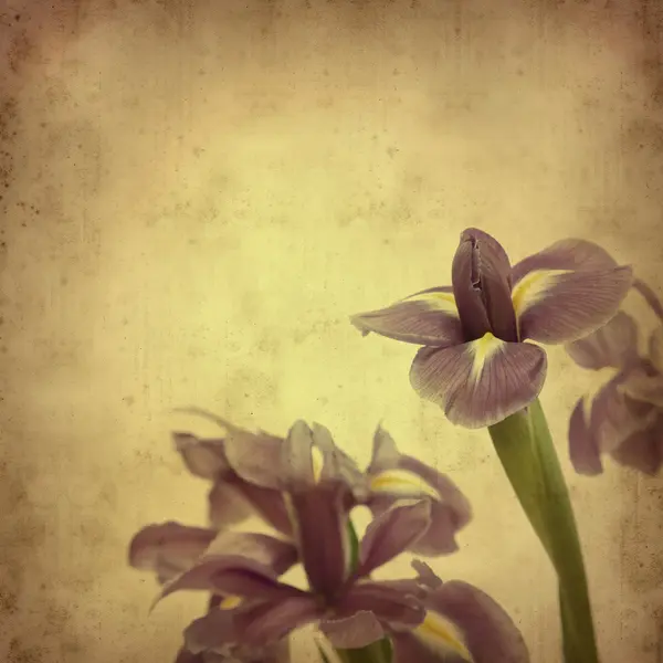 Oud papier achtergrond geopend iris bloem — Stockfoto