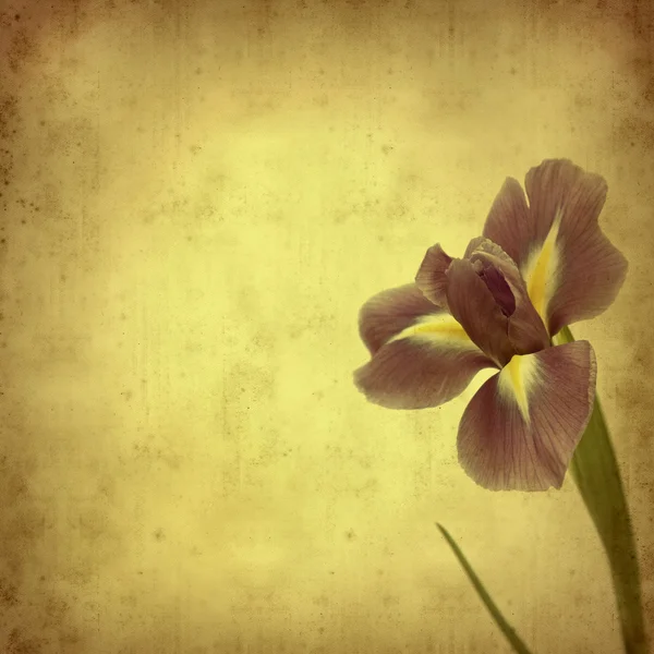 Stary tło otwarty irys kwiat — Zdjęcie stockowe