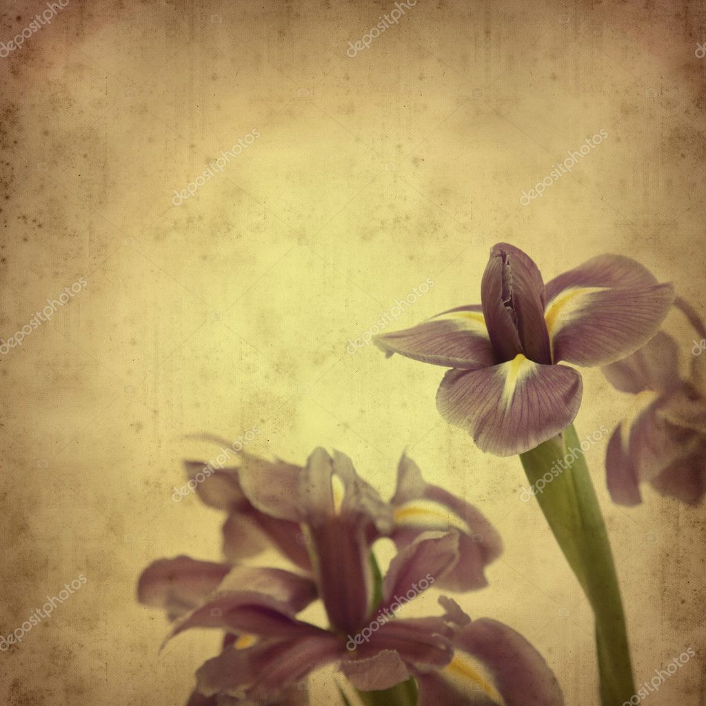old paper background opened iris flower stock photo paper iris flower