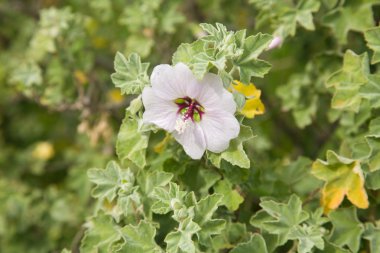 Flowering Lavatera maritima clipart