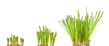 Forced muscari bulbs isolated on white clipart