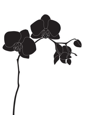 Phalaenopsis clipart