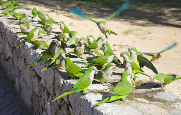 Grup vahşi keşiş parakeets, (quaker papağan, myiopsitta monachus) besleme — Stok fotoğraf