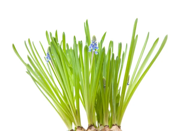 Forced muscari bulbs isolated on white — Stock Photo, Image