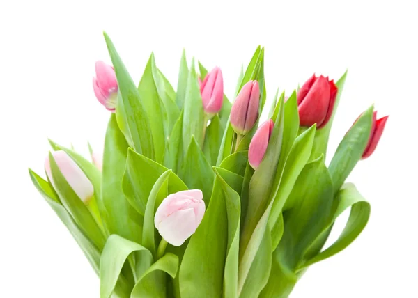 Manojo de tulipanes rosados y rojos aislados en blanco — Foto de Stock