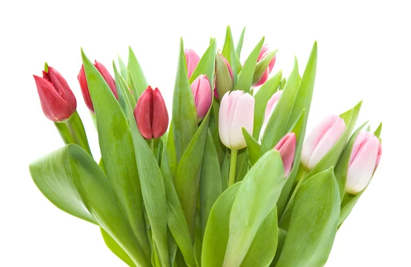 Manojo de tulipanes rosados y rojos aislados en blanco — Foto de Stock