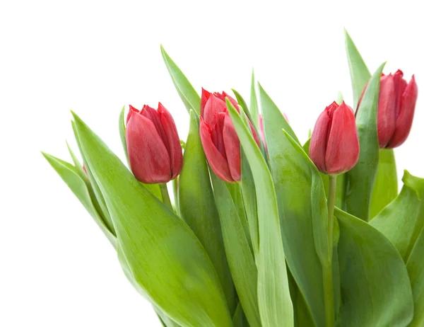 Csomó elszigetelt fehér, rózsaszín és piros tulipán — Stock Fotó