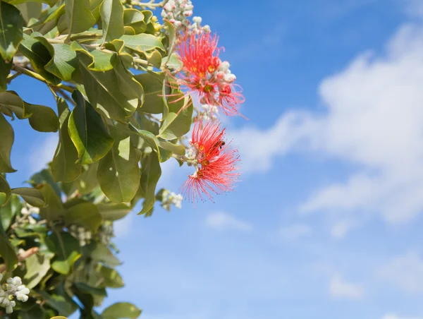 Çiçekli Callistemon (bottlebrush bitki)