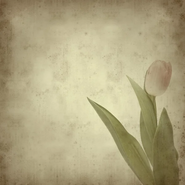 stock image Textured old paper background with tulips