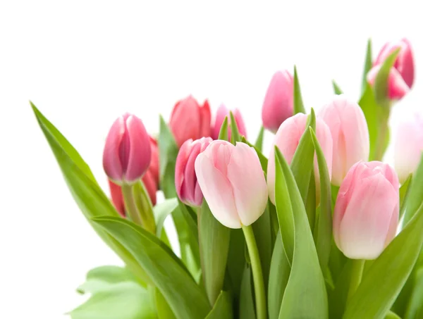 Manojo de tulipanes rosados y rojos aislados en blanco —  Fotos de Stock