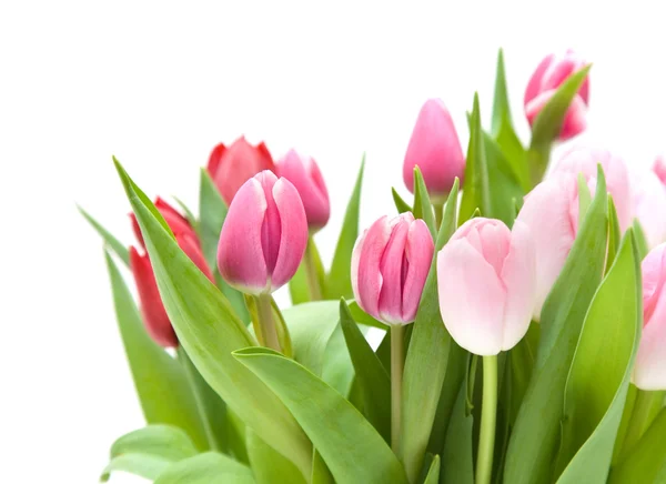 Bando de tulipas rosa e vermelha isoladas em branco — Fotografia de Stock