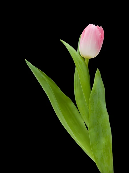Tulip merah muda diisolasi pada hitam — Stok Foto