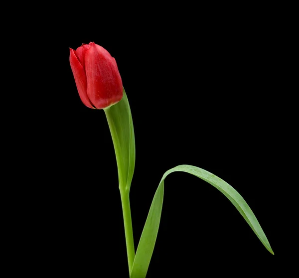 Rote Tulpe isoliert auf schwarz — Stockfoto