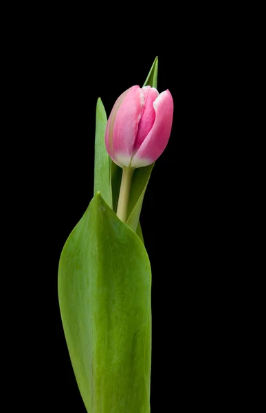 Bunte rosa Tulpe isoliert auf schwarz — Stockfoto