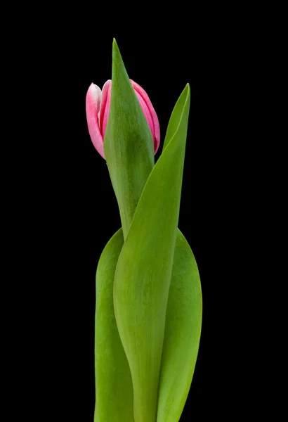 Pestrý růžová Tulipán izolovaných na černém — Stock fotografie