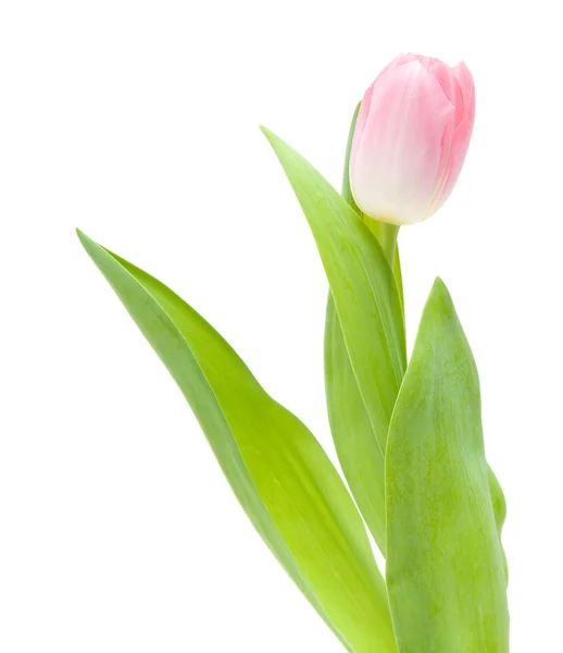 Delikatny różowy tulipan na białym tle — Zdjęcie stockowe