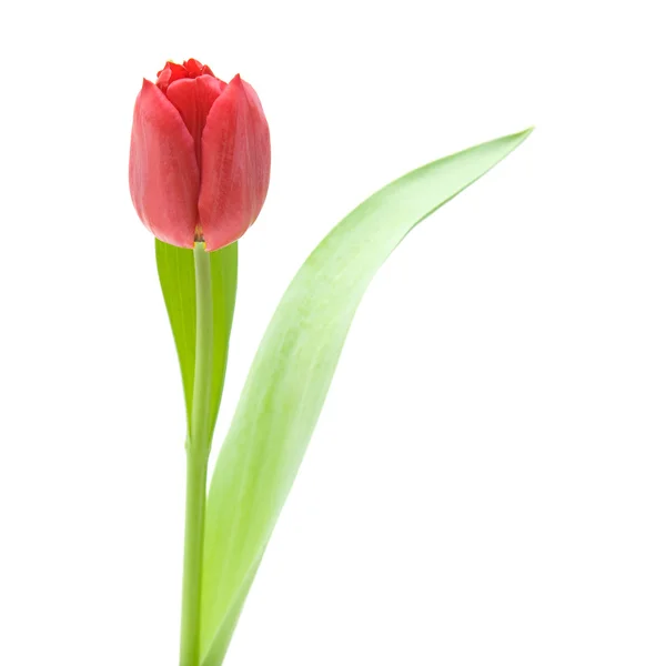 Rote Tulpe isoliert auf weiß — Stockfoto