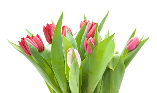 Grono różowe i czerwone tulipany na białym tle — Zdjęcie stockowe