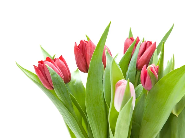 Csomó elszigetelt fehér, rózsaszín és piros tulipán — Stock Fotó