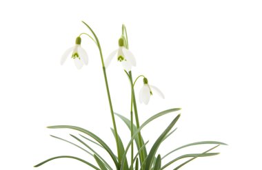 Galanthus nivalis; ortak kardelen; beyaz izole