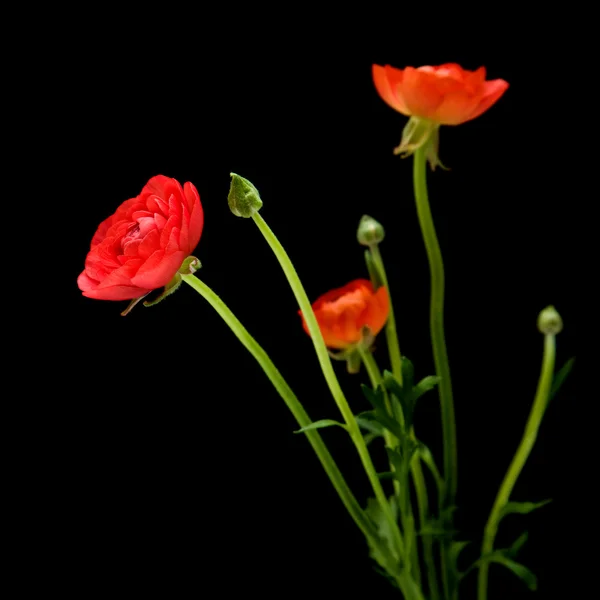 红色花毛茛叶片 （波斯金凤花），黑色上孤立 — 图库照片
