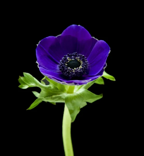 Blu scuro Anemone isolato su nero ; — Foto Stock