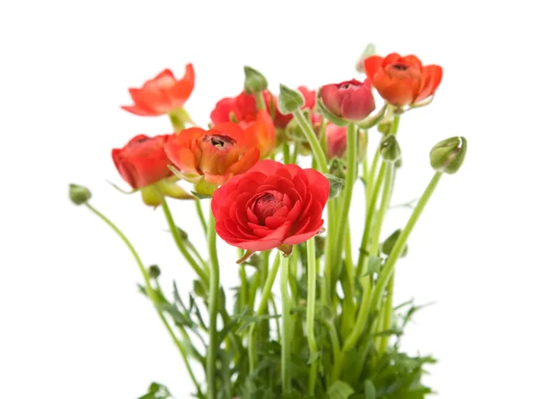 Red Ranunculus asiaticus (Persian Buttercup); isolated on white — Stock Photo, Image