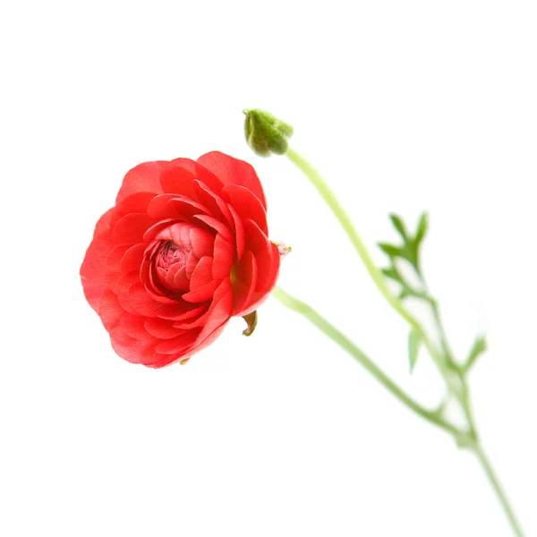 Röd Ranunculus asiaticus (persiska smörblomma); isolerad på vit — Stockfoto