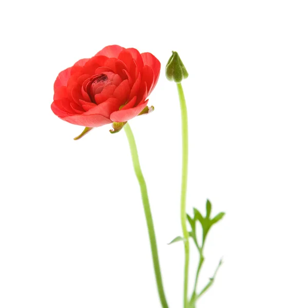 Red Ranunculus asiaticus (Perzisch Buttercup); geïsoleerd op wit — Stockfoto