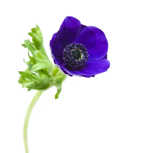 Donker blauwe anemone geïsoleerd op wit — Stockfoto