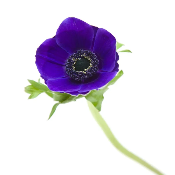 Dark blue Anemone isolated on white — Stock Photo, Image