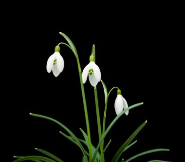 Galanthus nivalis; common snowdrop; isolated on black clipart