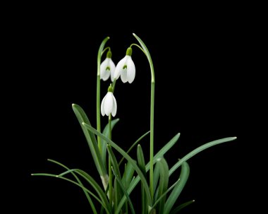 Galanthus nivalis; ortak kardelen; siyah izole