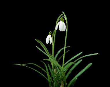 Galanthus nivalis; ortak kardelen; siyah izole