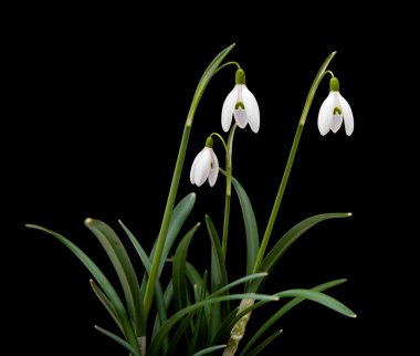 Galanthus nivalis; ortak kardelen; siyah izole