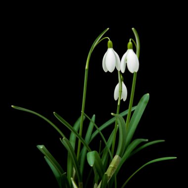 Galanthus nivalis; ortak kardelen; siyah izole