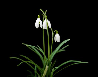 Galanthus nivalis; ortak kardelen; siyah izole