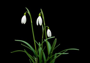 Galanthus nivalis; ortak kardelen; siyah izole