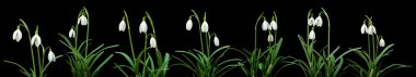 Galanthus nivalis; common snowdrop horizontal border; isolated o clipart