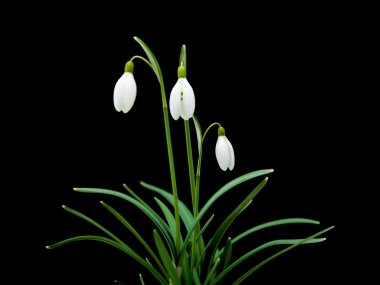 Galanthus nivalis; ortak kardelen; siyah izole