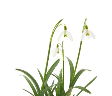 Galanthus nivalis; ortak kardelen; beyaz izole