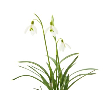 Galanthus nivalis; ortak kardelen; beyaz izole