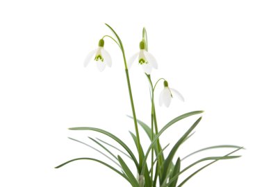 Galanthus nivalis; ortak kardelen; beyaz izole