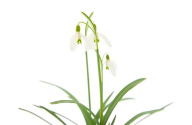 Galanthus nivalis; ortak kardelen; beyaz izole