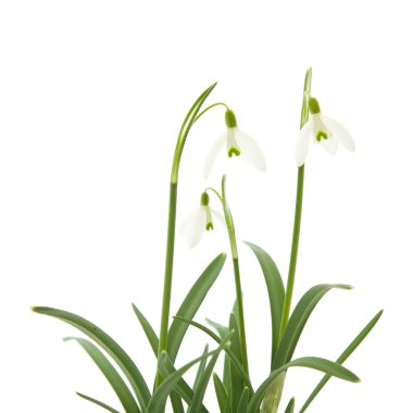 Galanthus nivalis; ortak kardelen; beyaz izole