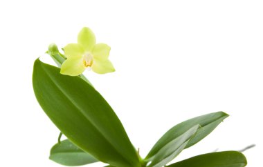 Sarı phalaenopsis orkide bitki; beyaz izole