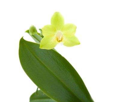 Sarı phalaenopsis orkide bitki; beyaz izole