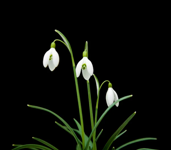 stock image Galanthus nivalis; common snowdrop; isolated on black