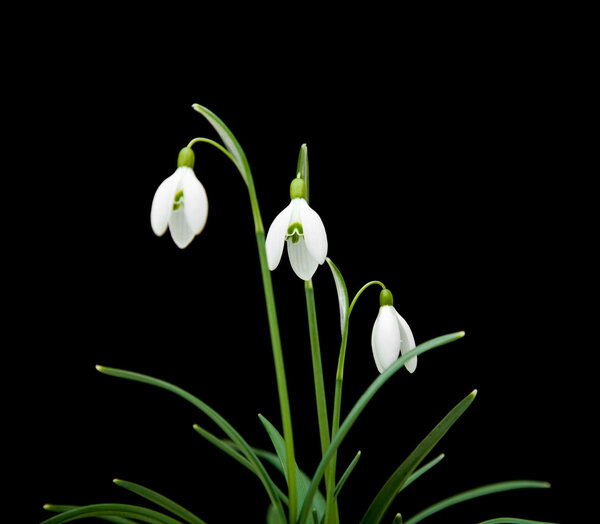 Galanthus nivalis - обыкновенный подснежник, изолированный на черном
