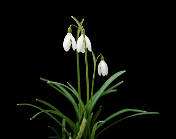 Galanthus nivalis? κοινή λευκόιο? απομονώνονται σε μαύρο — Φωτογραφία Αρχείου